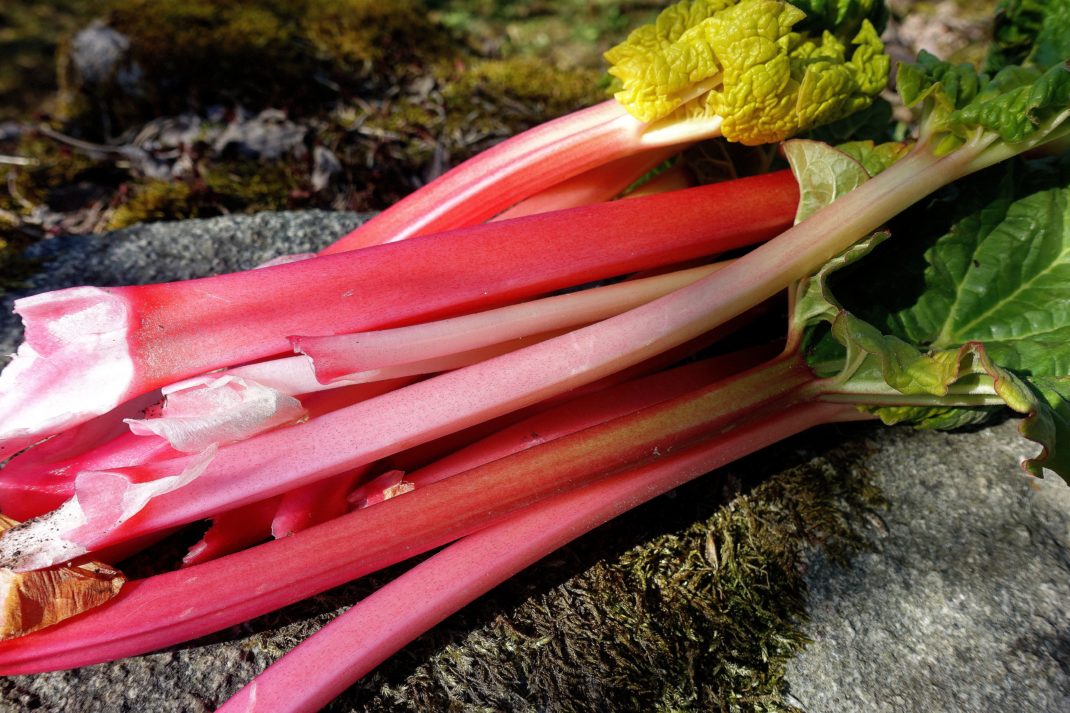 Ett knippe med rabarberstjälkar i vacker rosaröd färg. Peeling rhubarb, beautiful red/pink rhubarb stalks. 