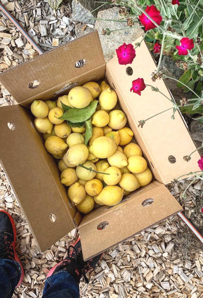 En papplåda med citroner bredvid några sommarblommor. CrowdFarming.