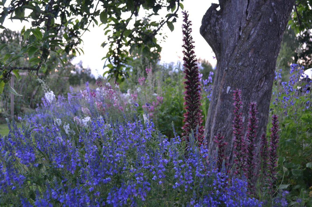 En blommande blå rabatt.