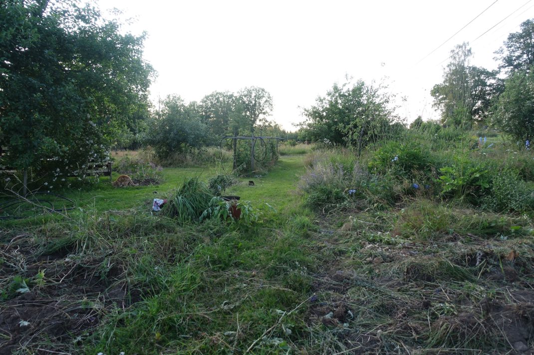 En fullständigt kraschad gräsmatta och forna perennland. New garden beds, my lawn and old flowers.