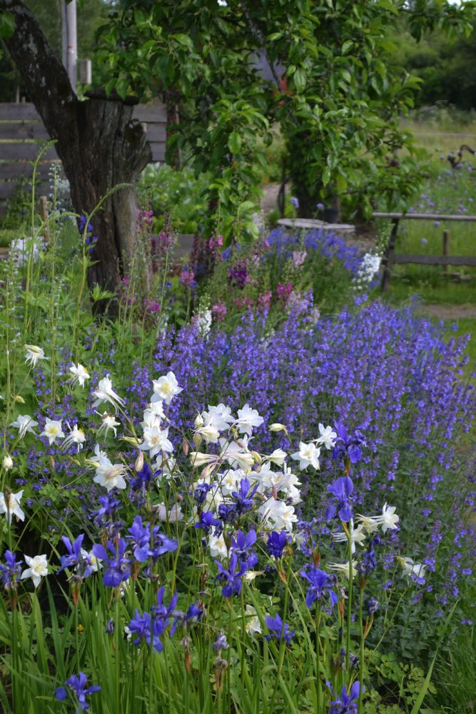 En vacker blå rabatt med vita aklejor i förgrunden. New garden beds, beautiful blue flowers.