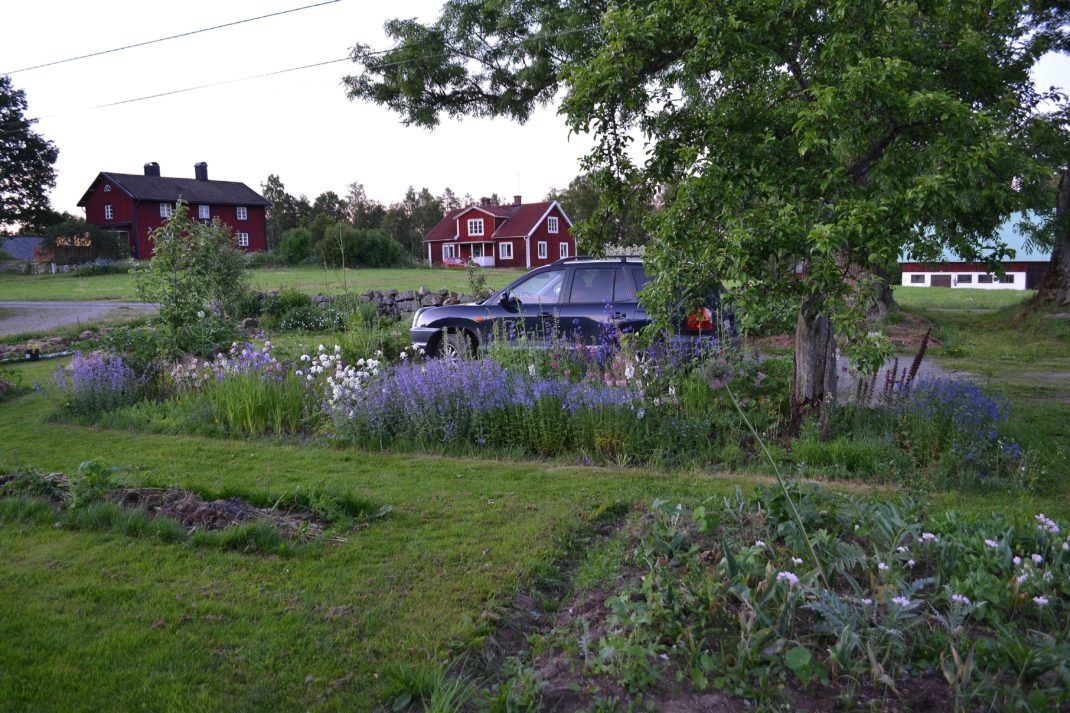En mer ordnad trädgård med en rabatt med blåa blommor. New garden beds, flower bed.