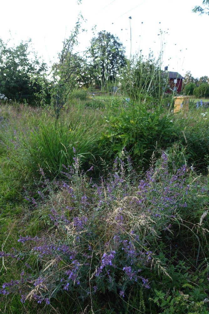 Massor av ogräs och några gamla perenner. New garden beds, weeds and a few old flowers.
