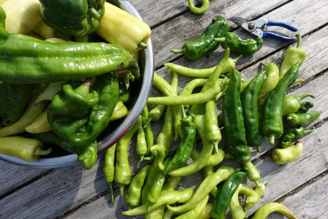 En stor hög med omogna gröna paprikor på ett bord. Ripen bell peppers indoors. A large pile of green bell peppers. 