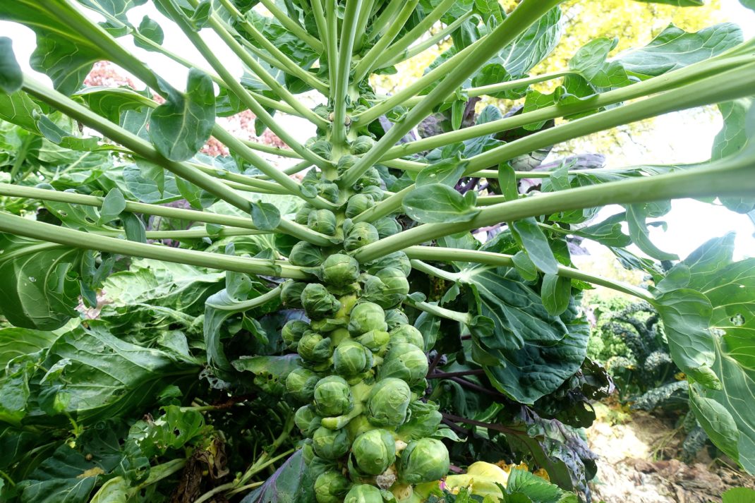 En hög kålplanta full med brysselkål längs stammen. Grow Brussels sprouts, a tall plant with plenty of Brussels sprouts 
