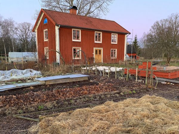 Köksträdgård på vintern utan snö.