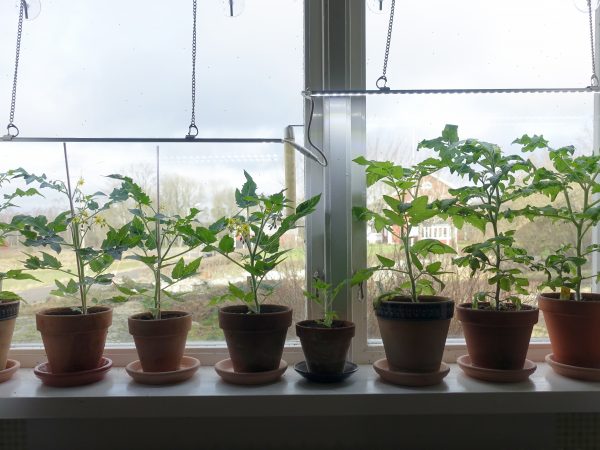 Ett fönster med flera lerkrukor med små tomatplantor.