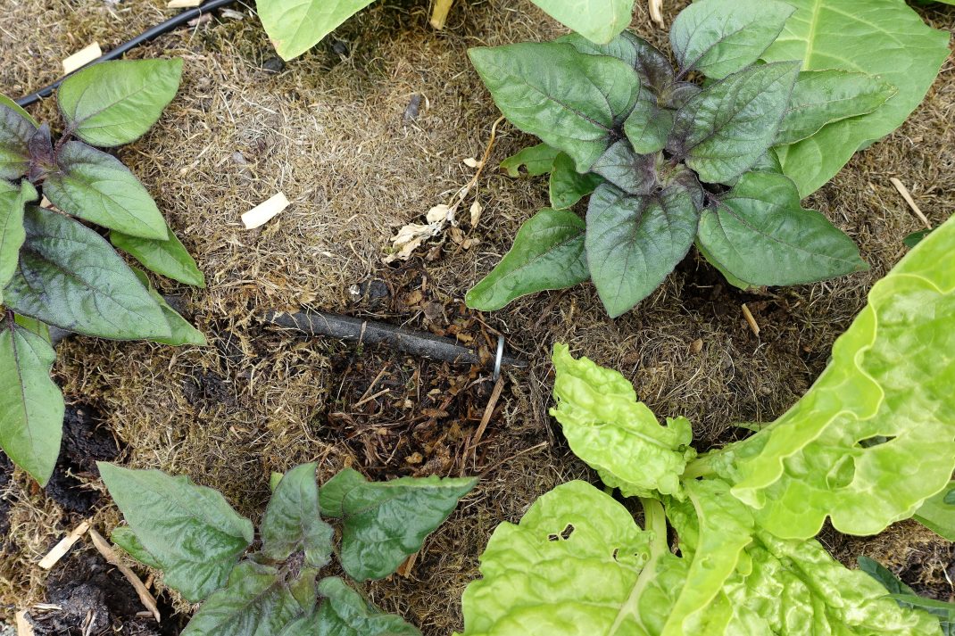 En slang ligger dold under plantorna på marken.