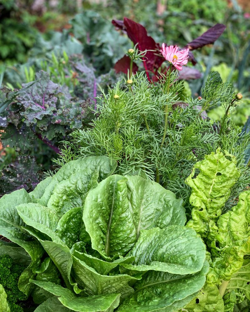 Närbild på frodiga bladgrönsaker och blommor tillsammans. Grow vegetables near a road, a close-up of leafy greens and flowers.