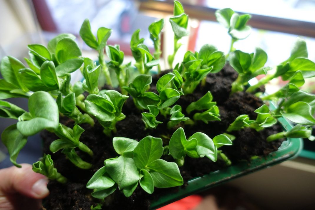 A tray with green shoots.