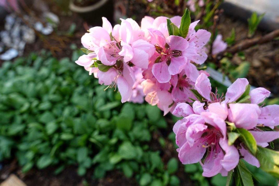En kvist med starkt rosa blommor. Pollinating peach, pink flowers