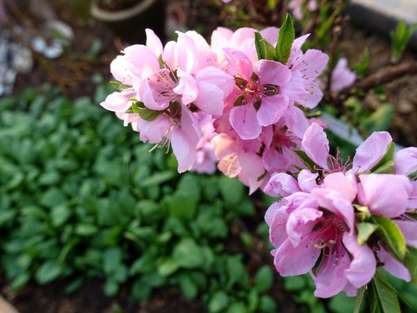 En kvist med starkt rosa blommor.
