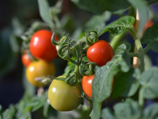 Mognande tomater på kvist