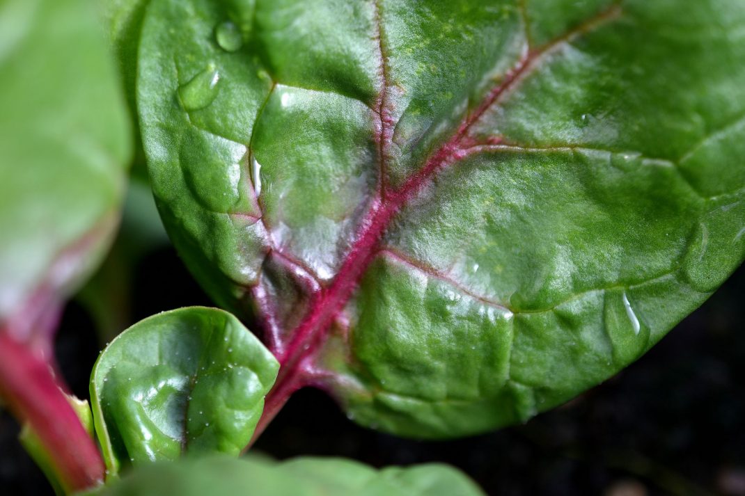 Närbild på grönt blad med rosaröd mittnerv.