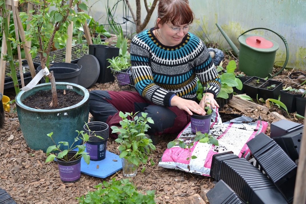 En kvinna i fin stickad tröja sitter i ett växthus och planterar. 