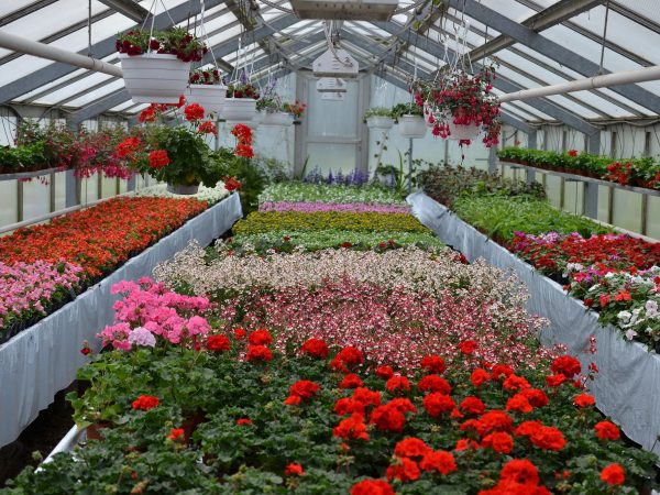 Växthus med sommarblommor i röda och rosa nyanser