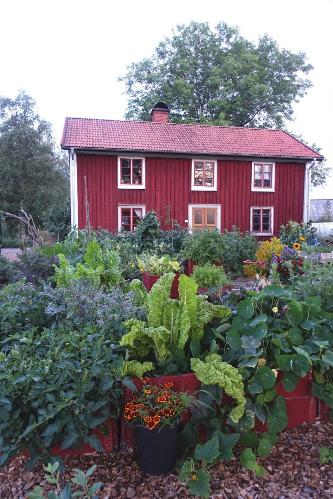 Grönsaksodling i pallkragar framför ett rött hus. 