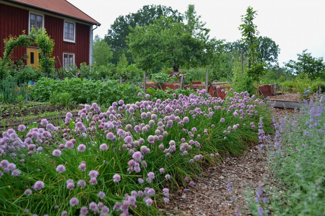 En köksträdgård med blommande gräslök.