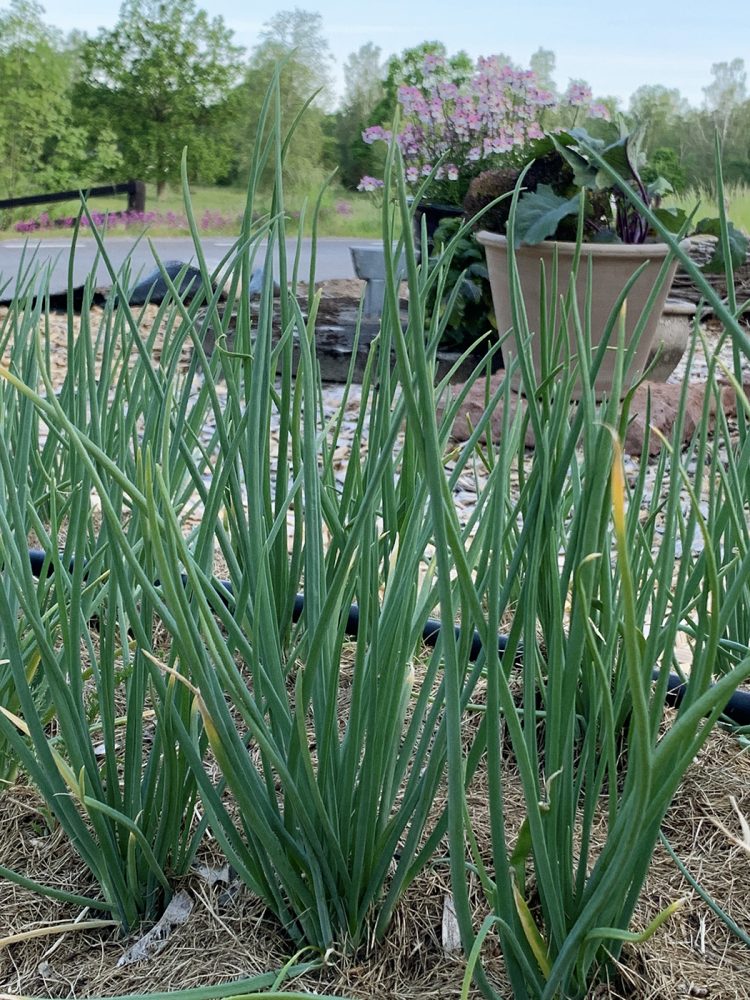 Potato onions growing in a growing bed. 