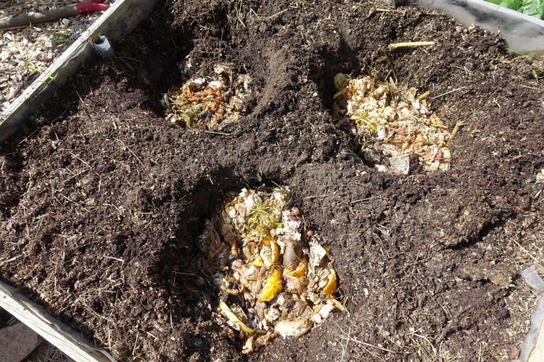 Tre hål i jorden, fyllda med kompost.