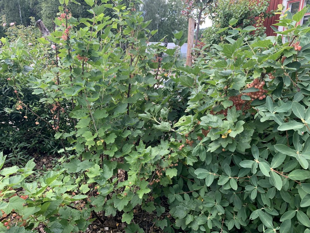En vinbärsbuske med gröna blad, fotograferad i trädgården.