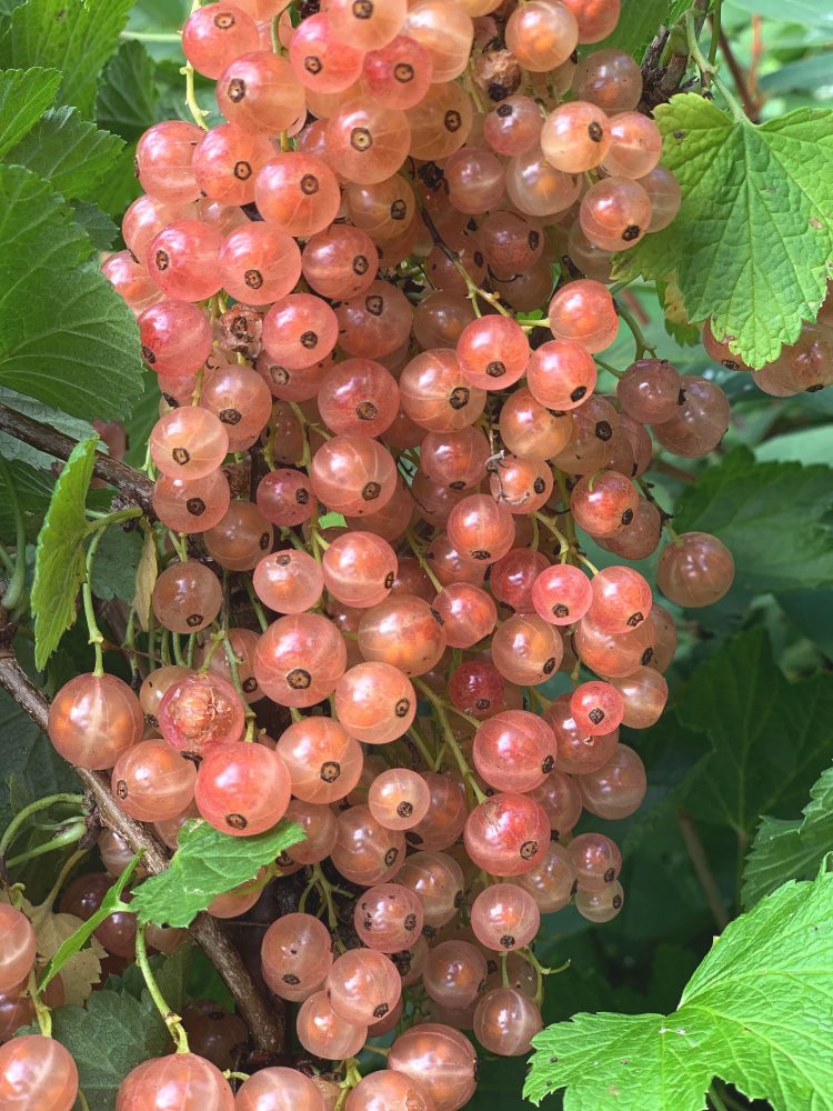 Stående bild på en gren täckt av rosa bär. 