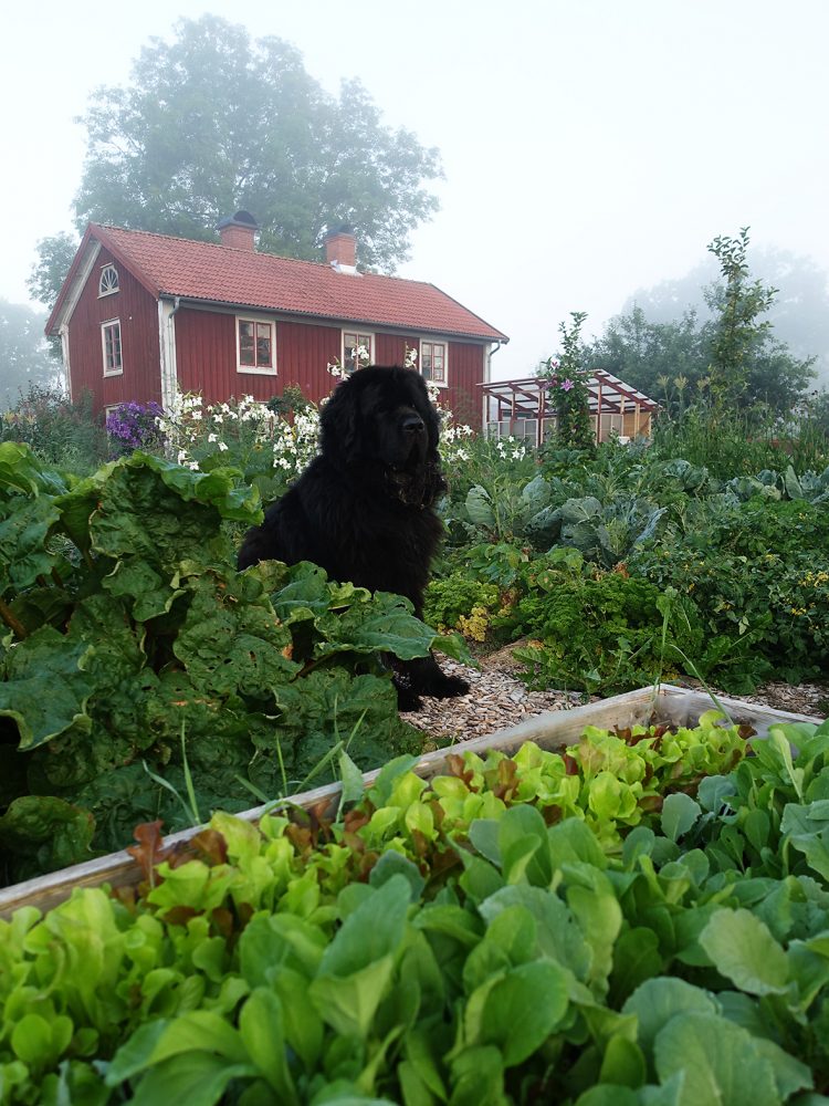 En svart newfoundland-hund i Skillnadens trädgård.