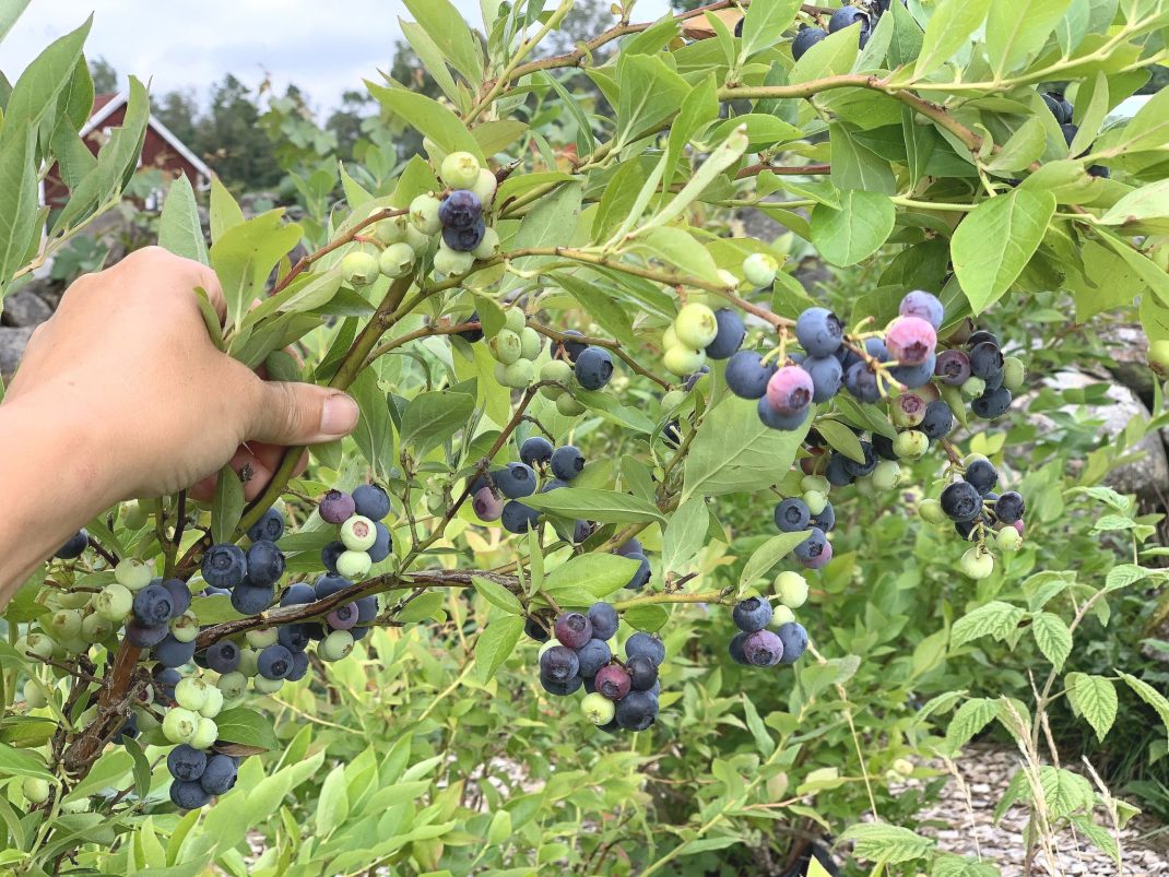 En hand håller upp en tung gren med blå blåbär.