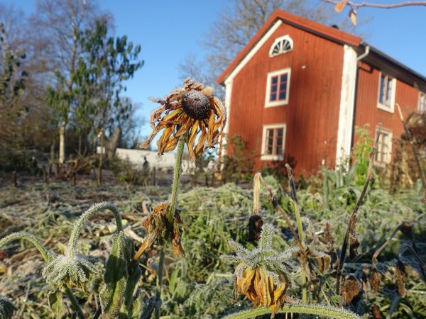 Köksträdgård och hus i sen höstsol och frost.