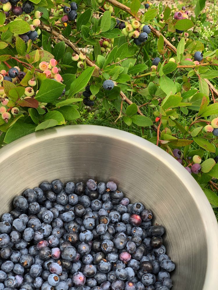 En skål med blåbär vid en buske. 