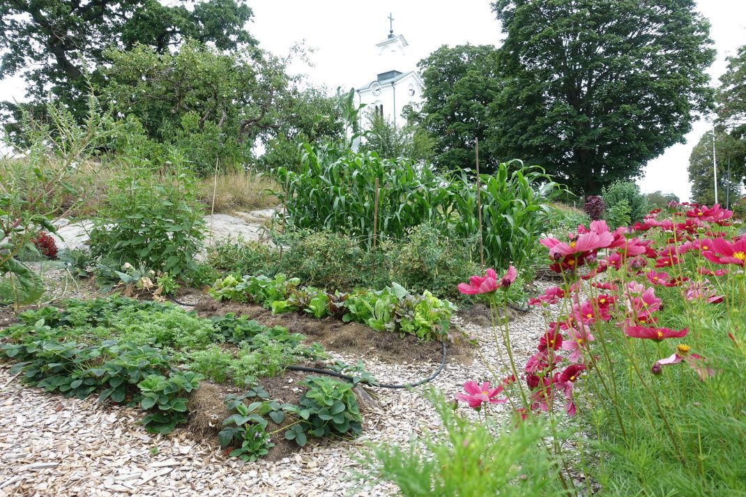 En köksträdgård med gröna växter och rosa blommor. 