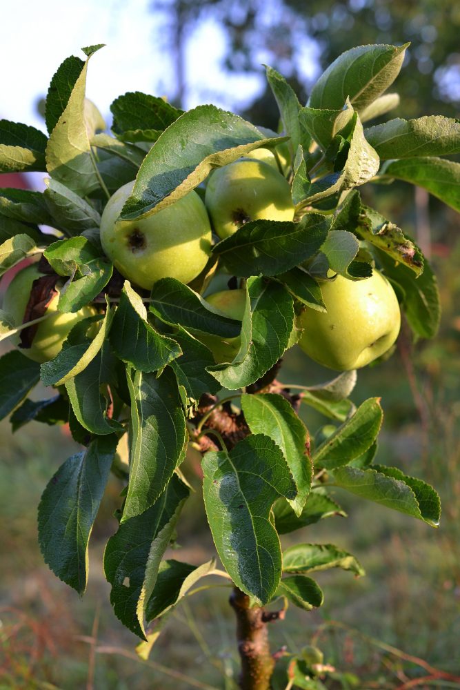 Ett litet äppelträdmed gröna frukter. 