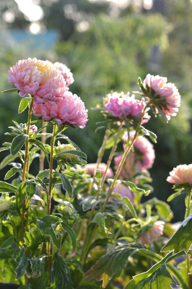 Rosa blommor som är frusna.