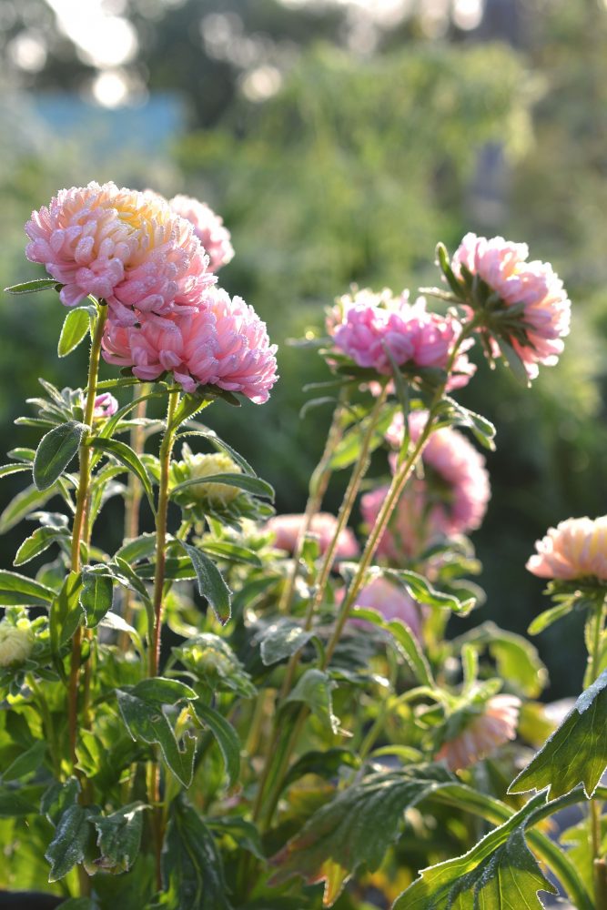 Rosa blommor som är frusna. 