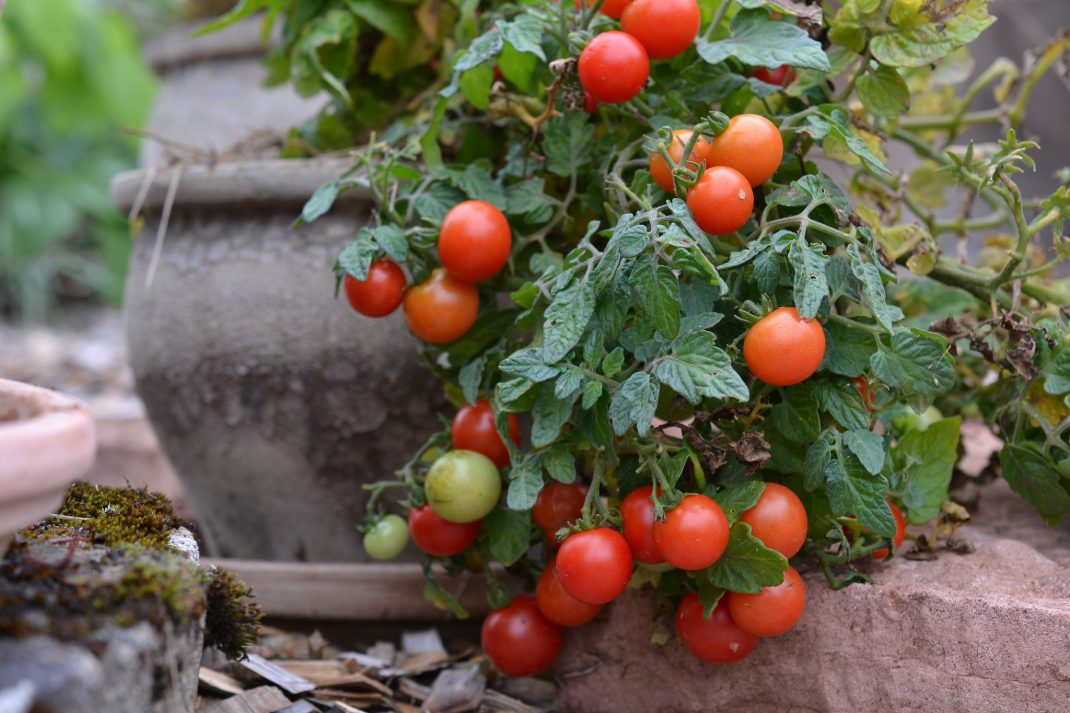 En tomatplanta i grå lerkruka.