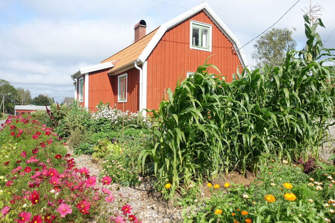 Köksträdgård med massa växter och blommor framför ett rött litet hus. 