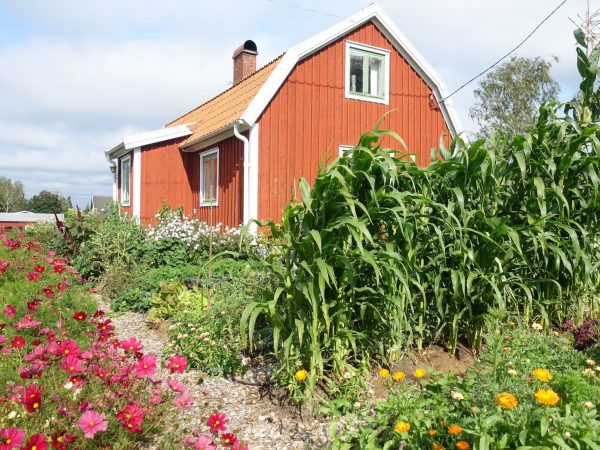 Köksträdgård med massa växter och blommor framför ett rött litet hus.