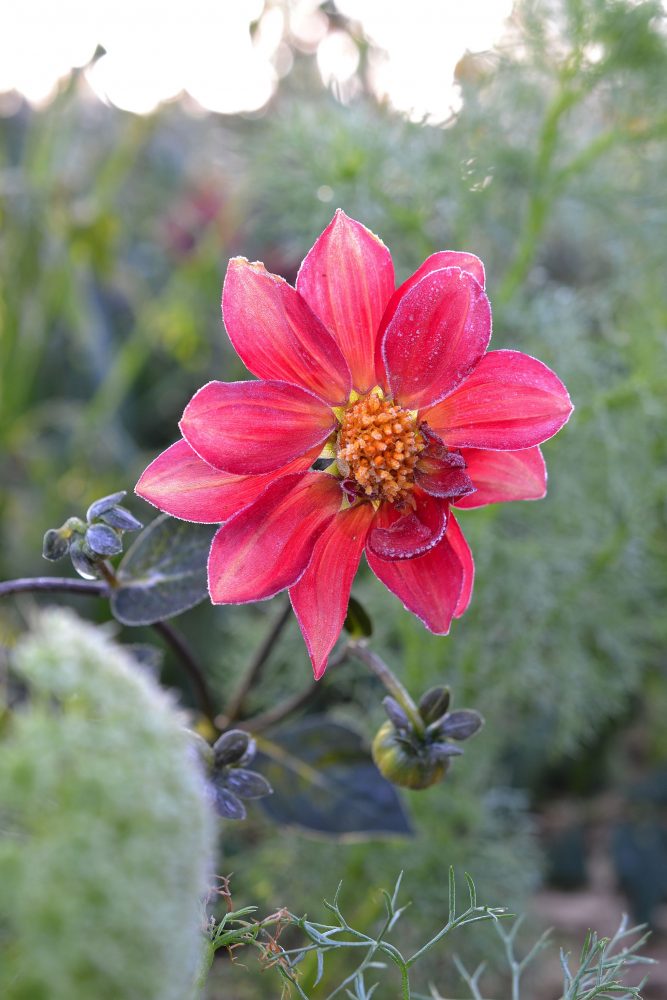 Närbild på en rosa dahlia som är frusen.