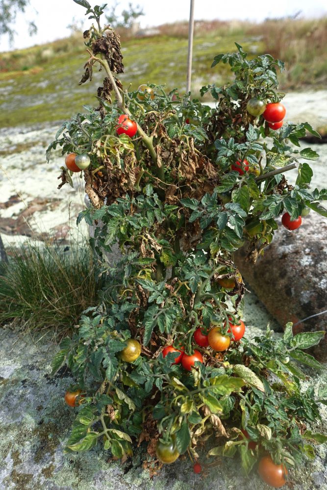 En delvis vissen tomatplanta med röda små tomater på. 