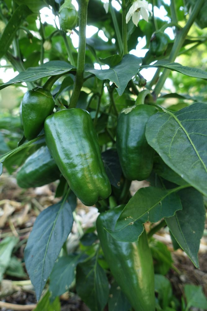 Närbild på grön omogen paprika på en planta. 