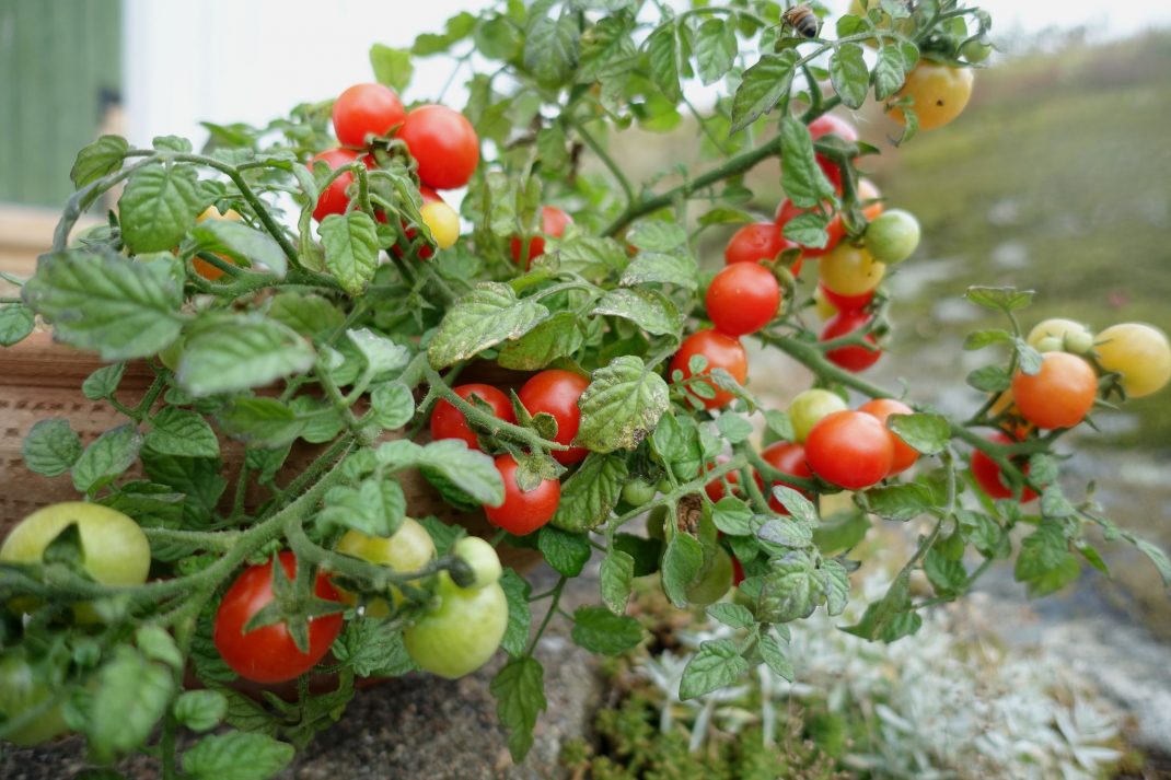 En kruka med tomater som hänger ut över kanten. 
