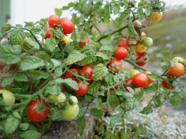 En kruka med tomater som hänger ut över kanten.