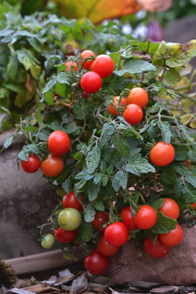 En grön tomatplanta i kruka med massor av röda tomater på. Micro dwarf tomatoes with little red fruits. 