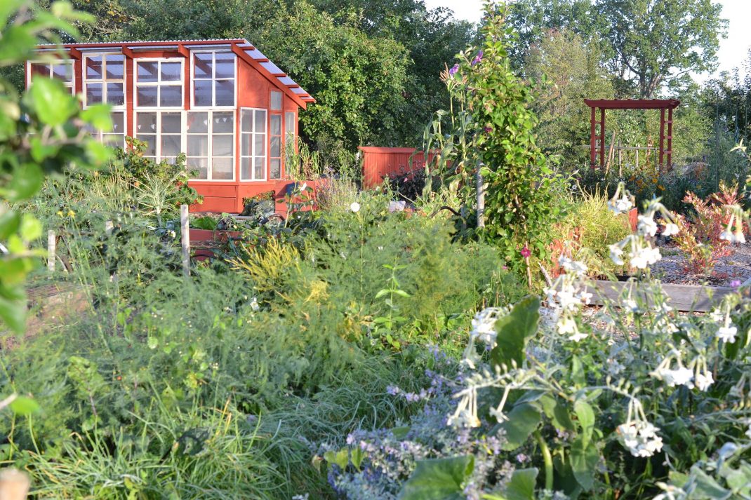Köksträdgård med blommor och rött växthus bland grönska. 