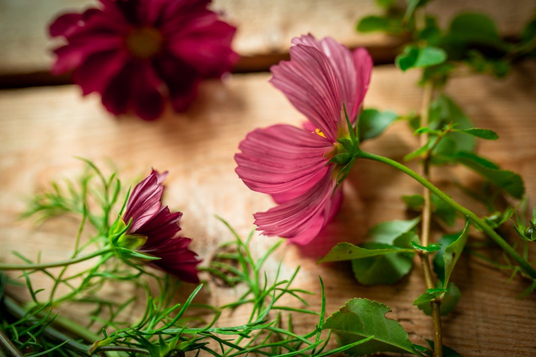 Närbild på rosaröd blomma underifrån