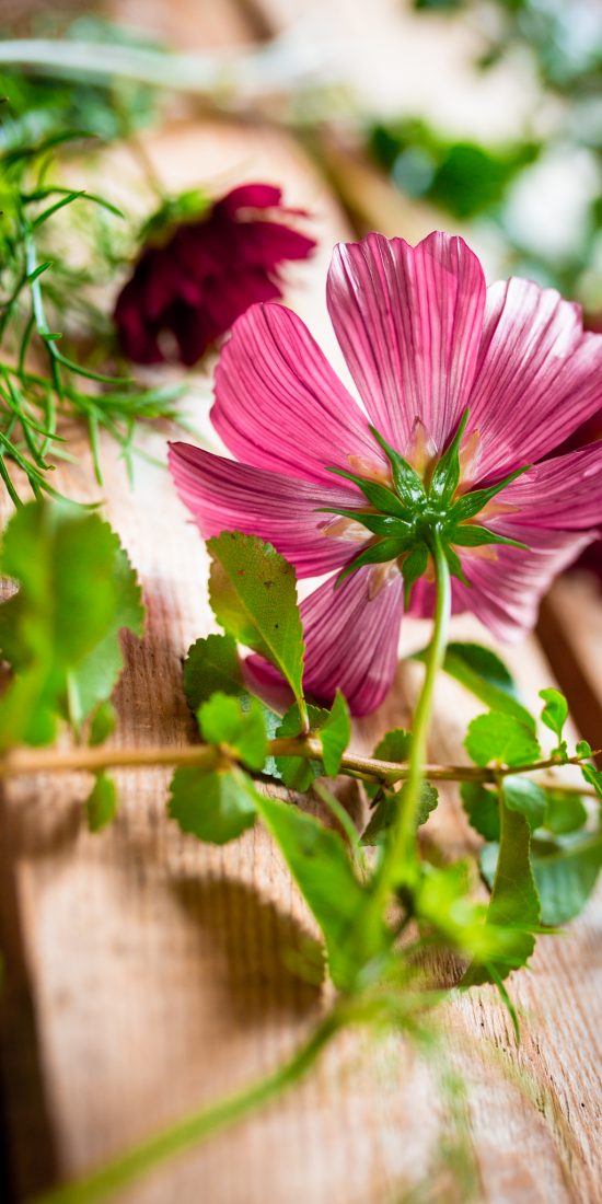 Närbild på rosenskära i rosa. 