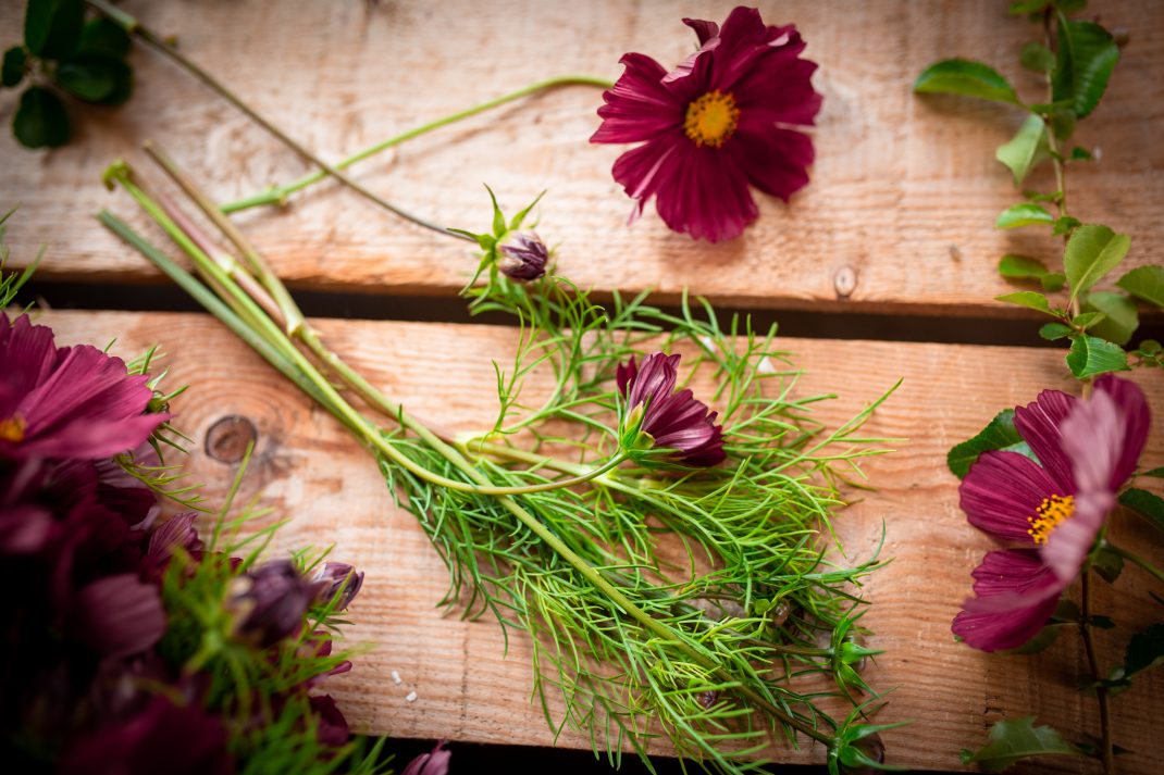 Blommor och blad av rosenskära på en bakgrund av bräder.