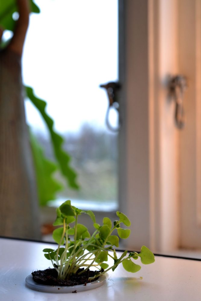 En ledsen liten planta av basilika i ett fönster. 