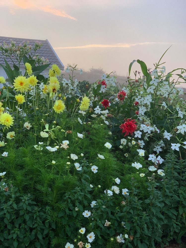 Blandade blommor växer i en rabatt och fotograferas i morgonljuset. 
