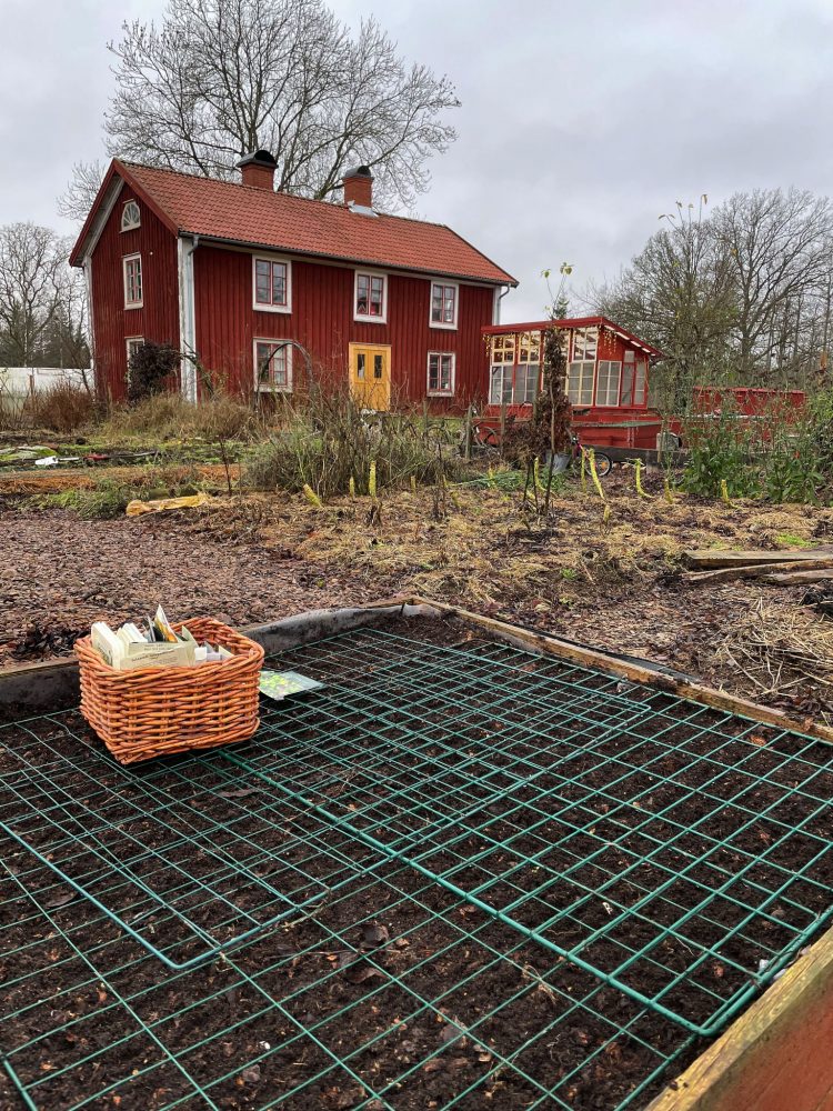 En odlingslåda med galler på jorden och ett rött bostadshus i bakgrunden. 
